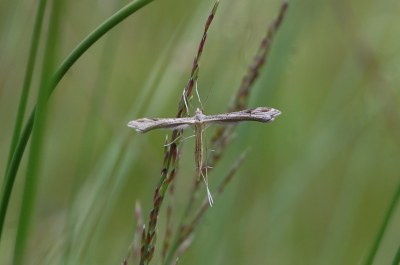 Stenoptilia pneumonanthes
