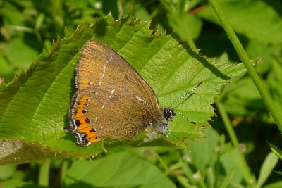 Satyrium pruni