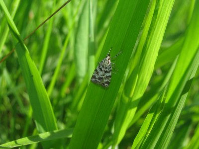 Scoparia pyralella