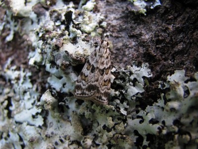 <i>Scoparia pyralella</i>