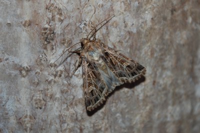 Noctuelle de la Saponaire 