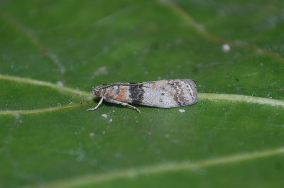 Sciota rhenella