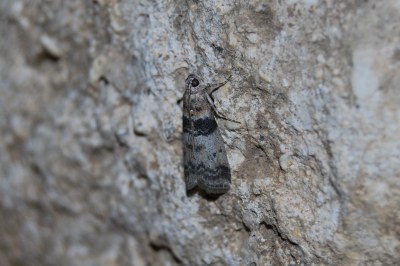 <i>Sciota rhenella</i>