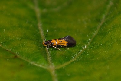 <i>Schiffermuelleria schaefferella</i>