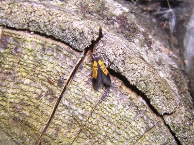 <i>Schiffermuelleria schaefferella</i>