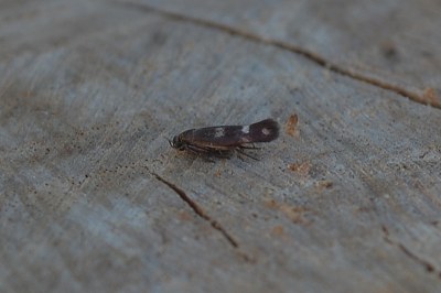 <i>Scythris scopolella</i>