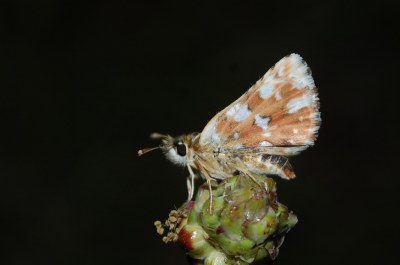 Hespérie des Sanguisorbes 