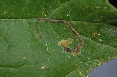<i>Stigmella speciosa</i>
