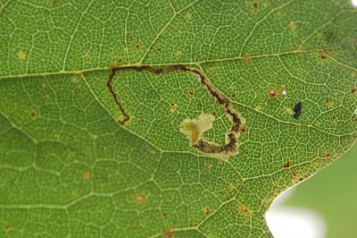 <i>Stigmella speciosa</i>
