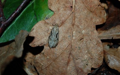 <i>Semioscopis steinkellneriana</i>