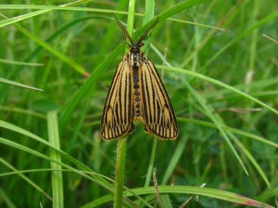 Ecaille striée  (<i>Spiris striata</i>)
