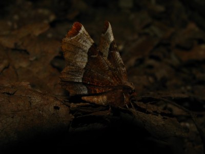 Selenia tetralunaria