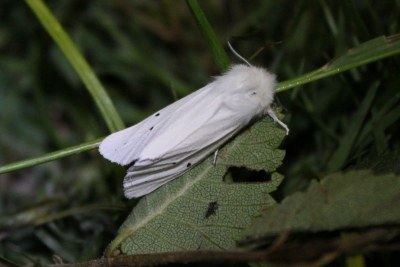 Ecaille de l'Ortie  (<i>Spilosoma urticae</i>)