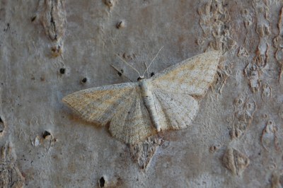 Scopula virgulata