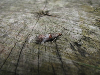 <i>Acrobasis advenella</i>