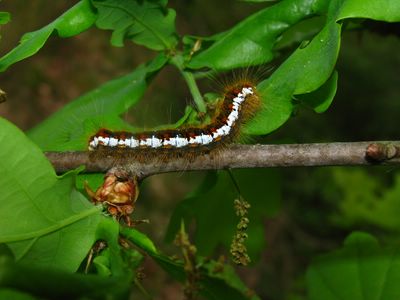 Trichiura crataegi