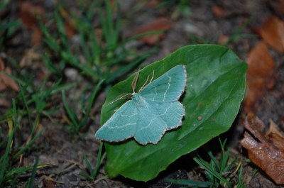 Thalera fimbrialis
