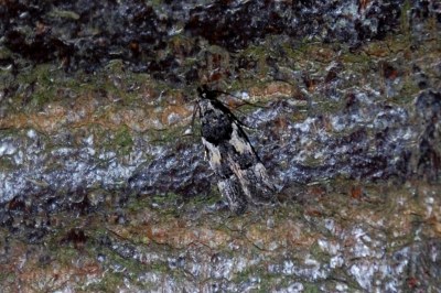 Teleiodes luculella