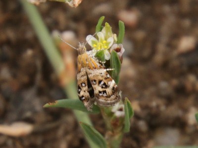 <i>Tebenna micalis</i>
