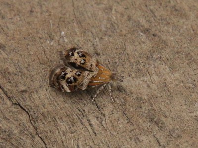 <i>Tebenna micalis</i>