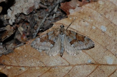 Thera obeliscata