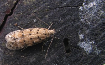 Pseudotelphusa paripunctella