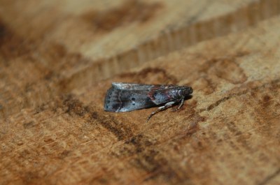 <i>Acrobasis suavella</i>