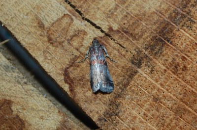 Acrobasis suavella
