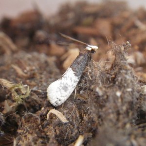 <i>Trichophaga tapetzella</i>