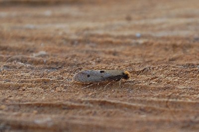 Tinea trinotella