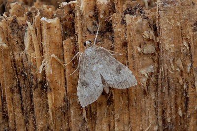 Udea prunalis