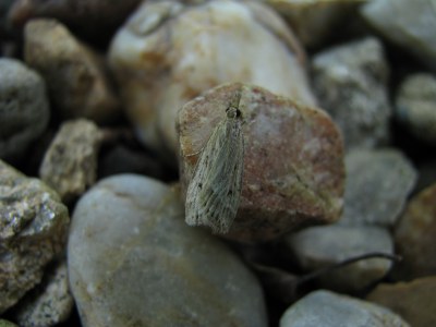 Eudonia pallida