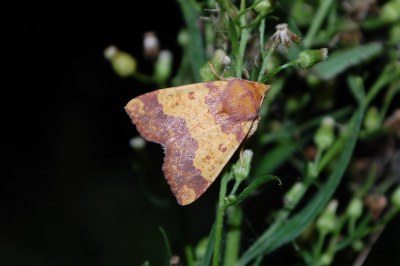 Xanthie dorée  (<i>Tiliacea aurago</i>)