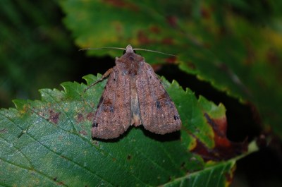 Noctuelle de la Belladonne 