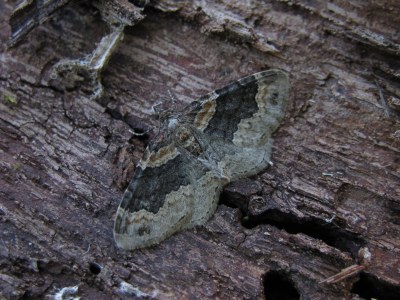 Xanthorhoe ferrugata