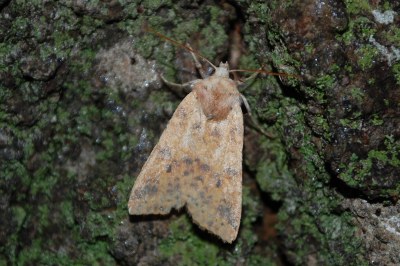 Xanthie cendrée  (<i>Cirrhia gilvago</i>)