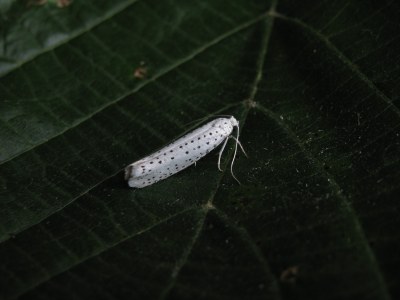 Yponomeuta evonymella