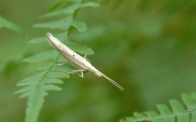 Ypsolopha nemorella