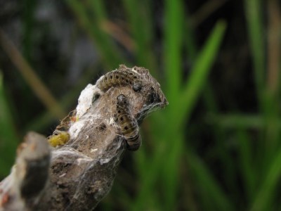 <i>Yponomeuta padella</i>
