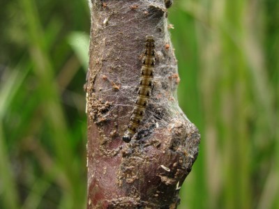 <i>Yponomeuta padella</i>