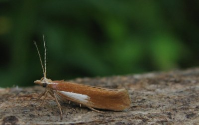 Ypsolopha parenthesella