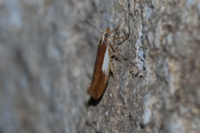 Ypsolopha parenthesella