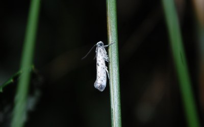 Yponomeuta plumbella