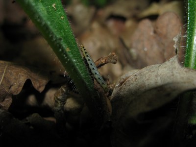 Yponomeuta plumbella