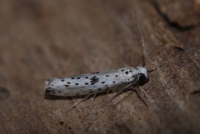 Yponomeuta plumbella