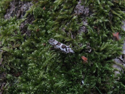 Ypsolopha sequella