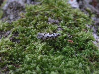 Ypsolopha sequella