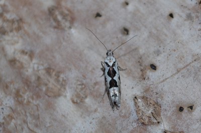 Ypsolopha sequella