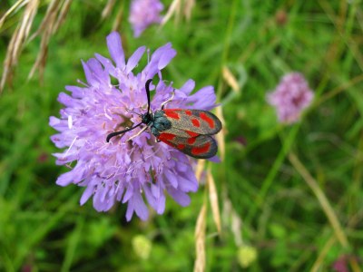 Zygaena loti