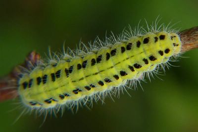 Zygaena transalpina hippocrepidis